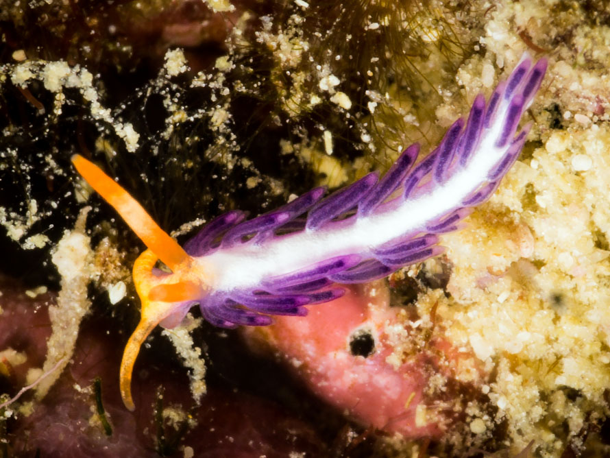 Antonietta sp. 01