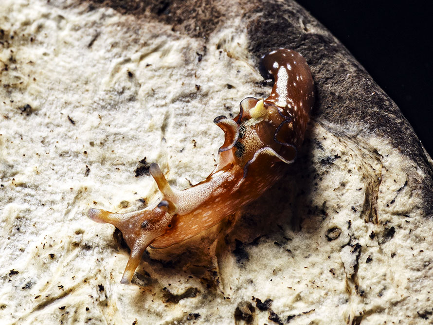 Aplysia sp. H