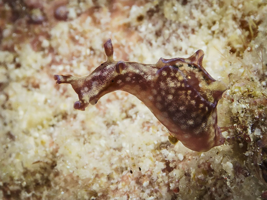 Aplysia sp. L