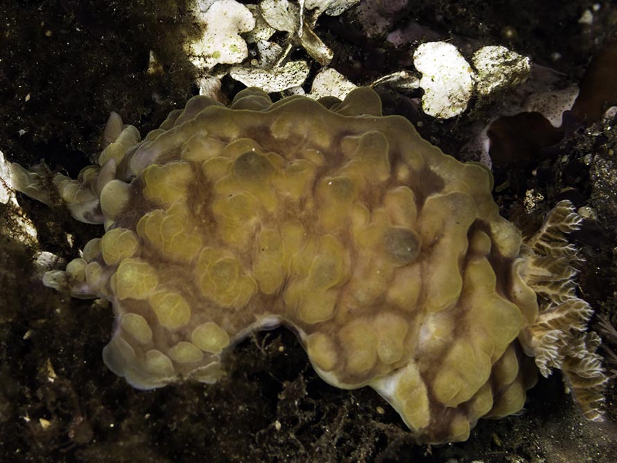 Asteronotus cespitosus