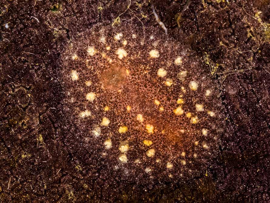 Asteronotus mimeticus border=