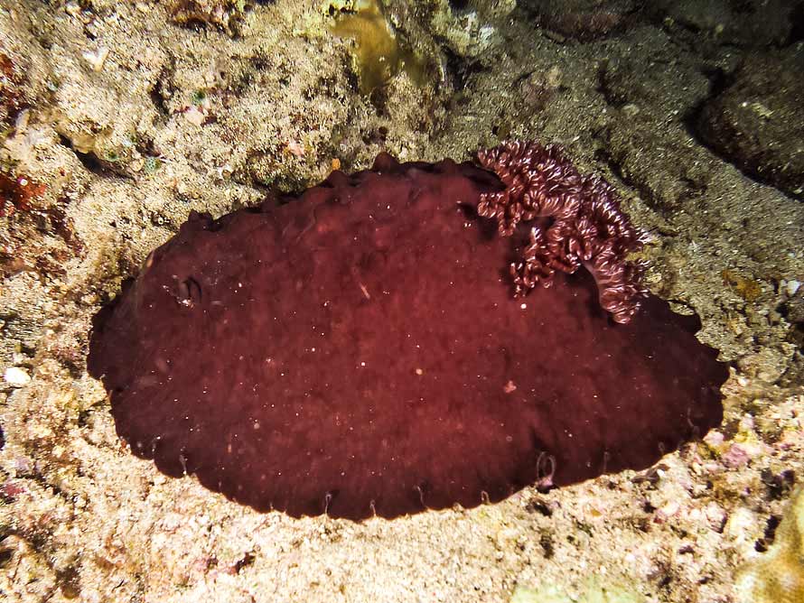 Asteronotus hepaticus