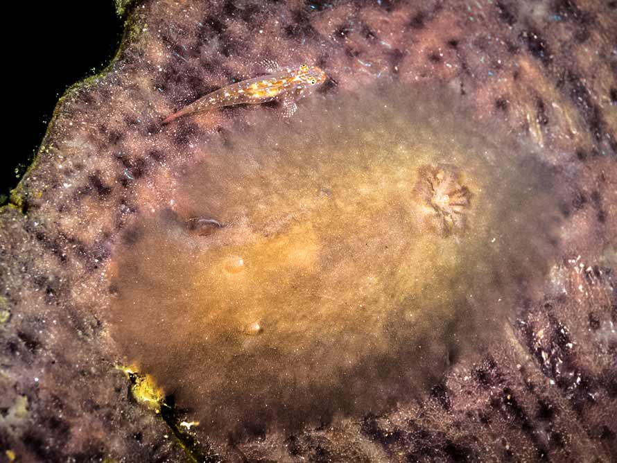 Asteronotus mimeticus