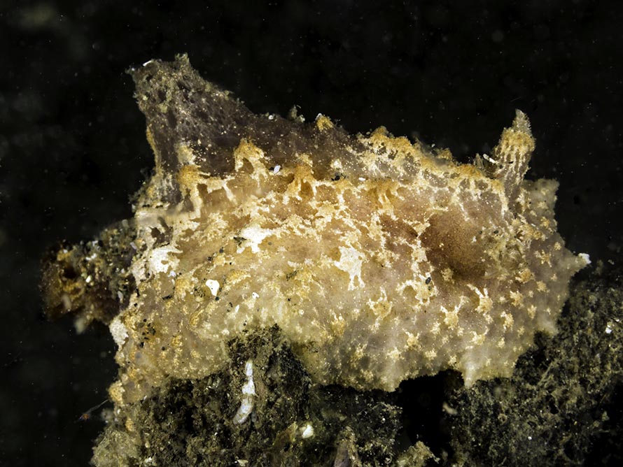 Atagema sp. C