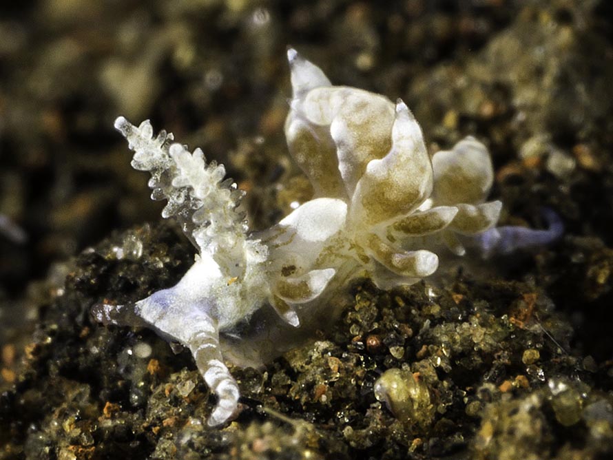 Baeolidia variabilis