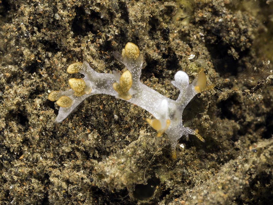 Bornella sp. 2