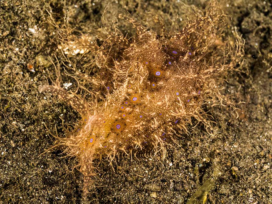 Bursatella leachii
