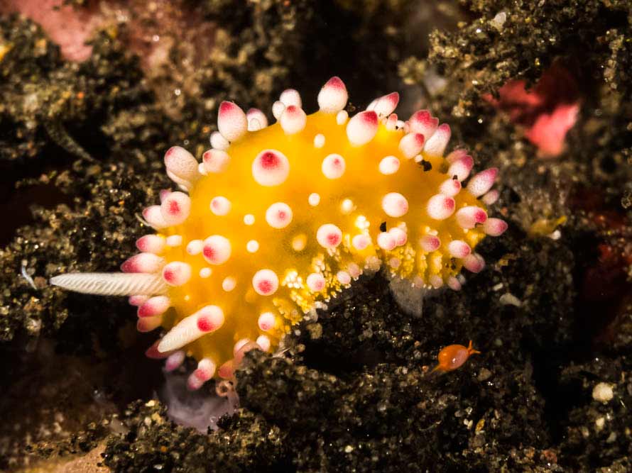 Cadlinella ornatissima