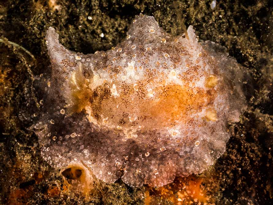 Carminodoris flammea