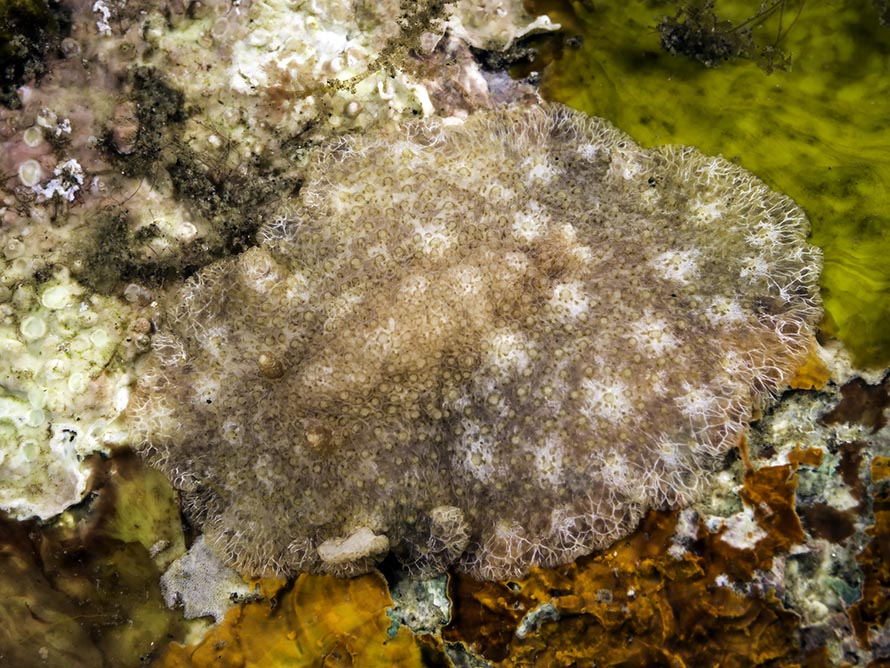 Carminodoris sp. B