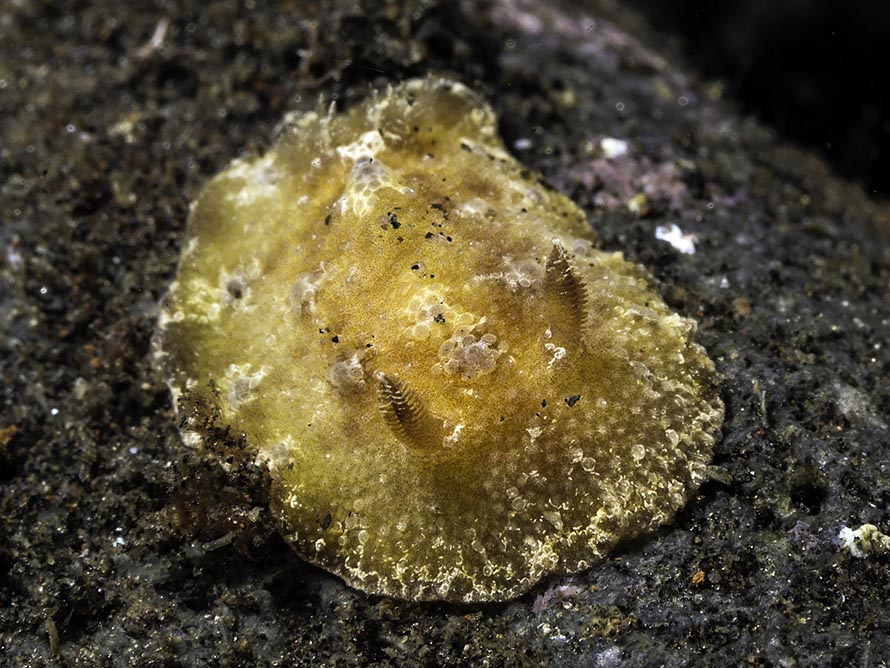 Carminodoris sp. C