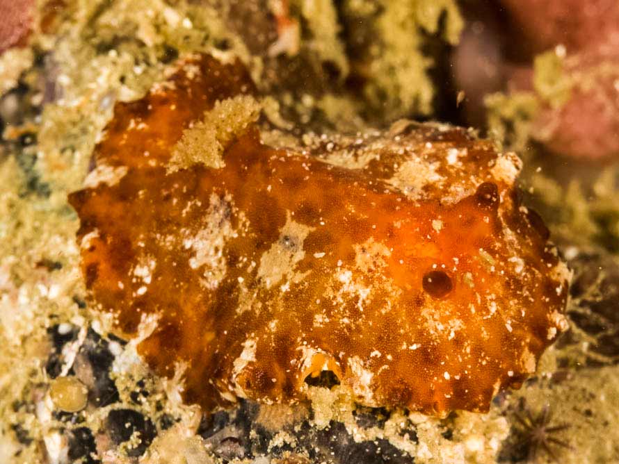 Caryophyllidia dorid sp. 1