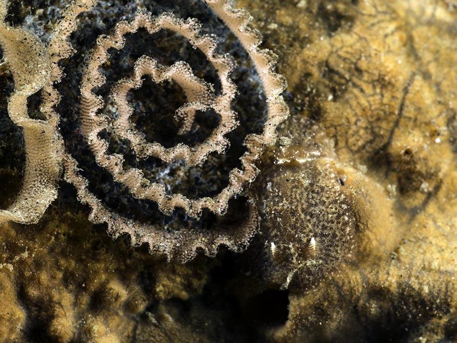 Caryophyllidia dorid sp. 4