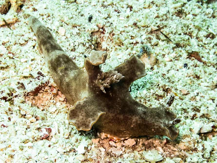 Ceratosoma gracillimum