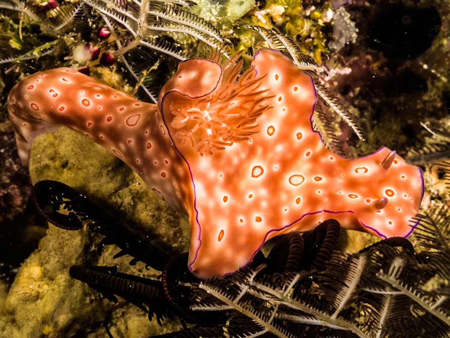 Ceratosoma trilobatum