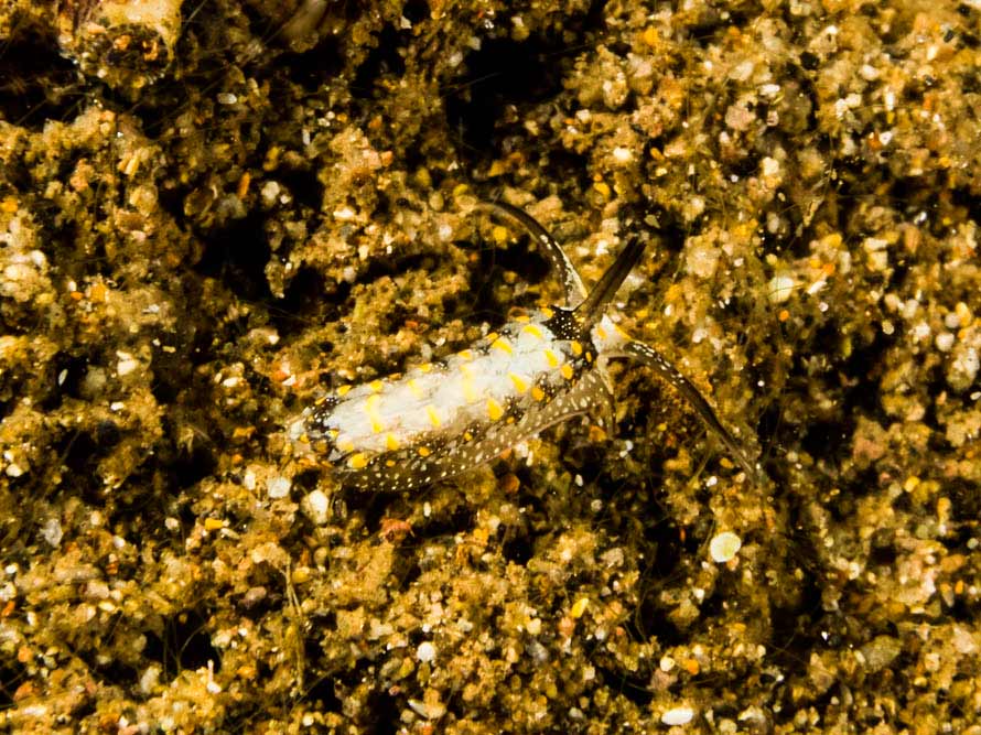 Cerberilla cf albopunctata