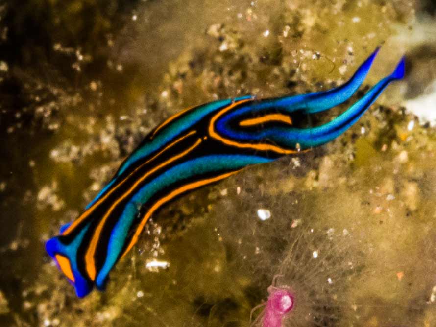 Chelidonura hirundinina