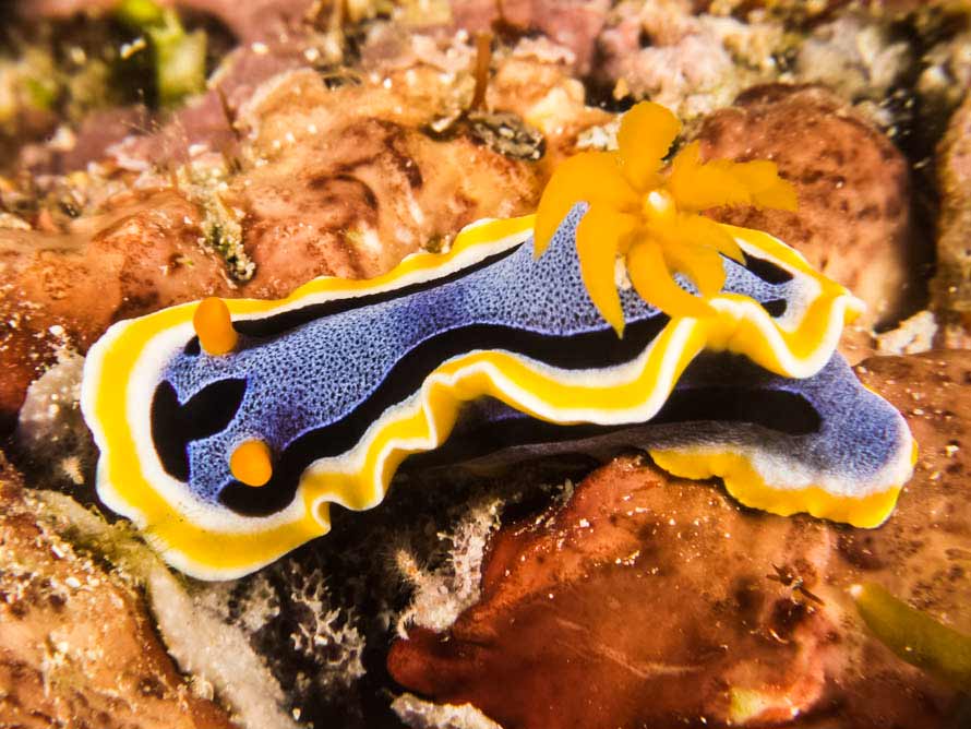 Chromodoris annae