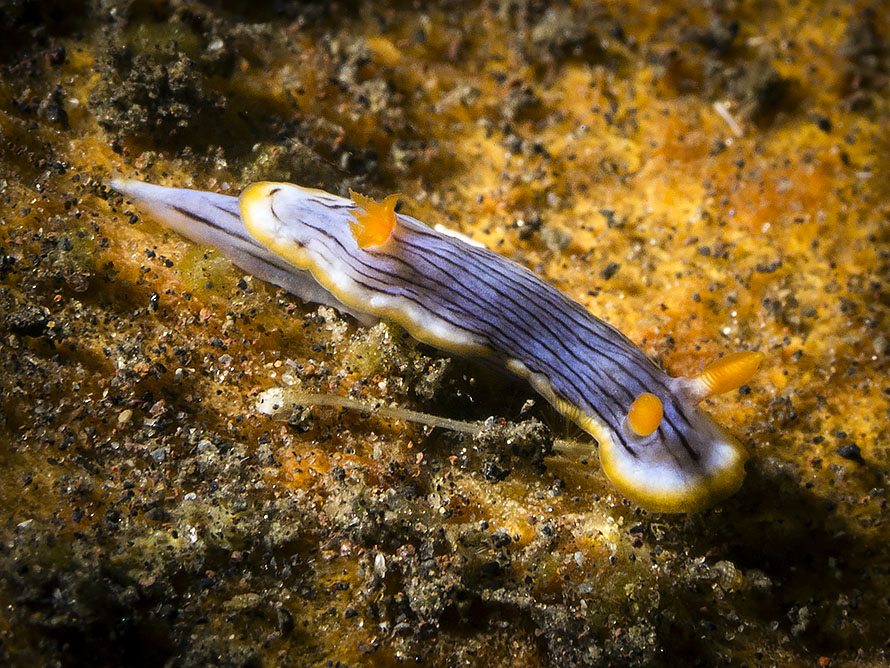 Chromodoris burni