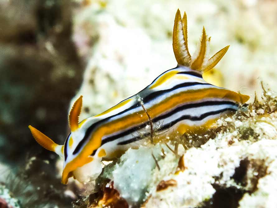 Chromodoris cf strigata