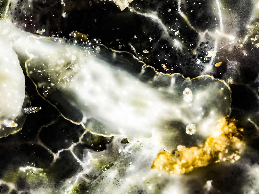 Chromodoris kalakawan