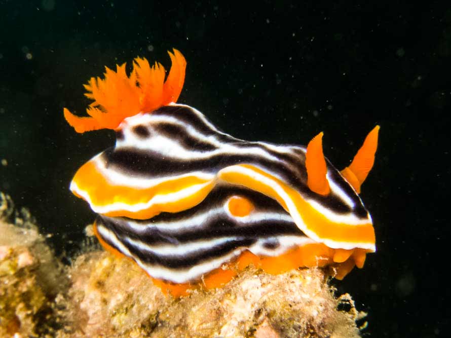 Chromodorismagnifica