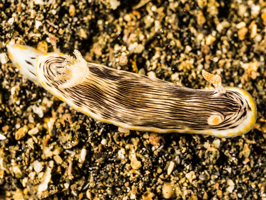 Chromodoris striatella