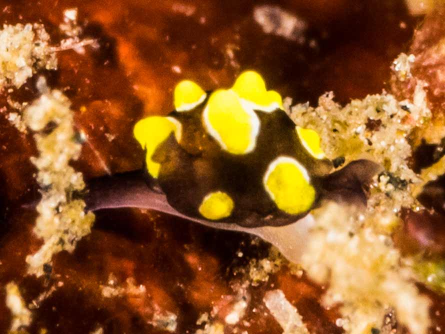 Colpodaspis thompsoni