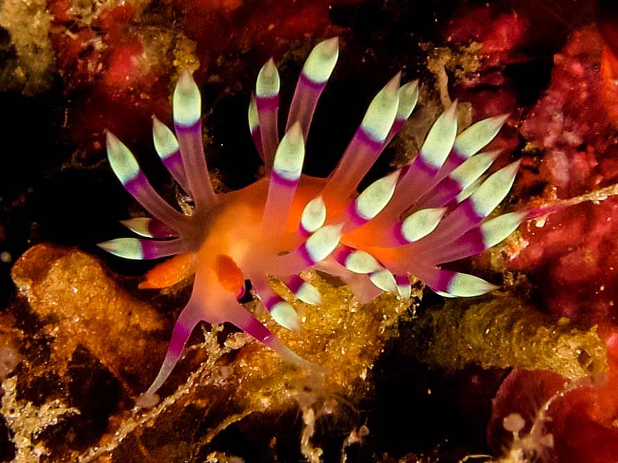 Coryphellina exoptata