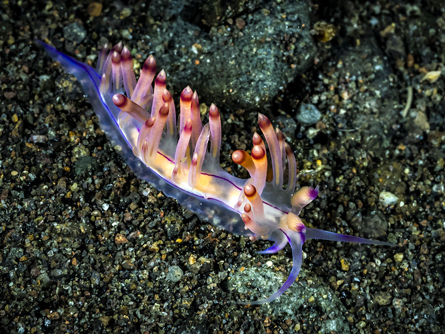 Coryphellina rubrolineata