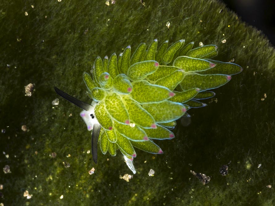 Costasiella sp. 7