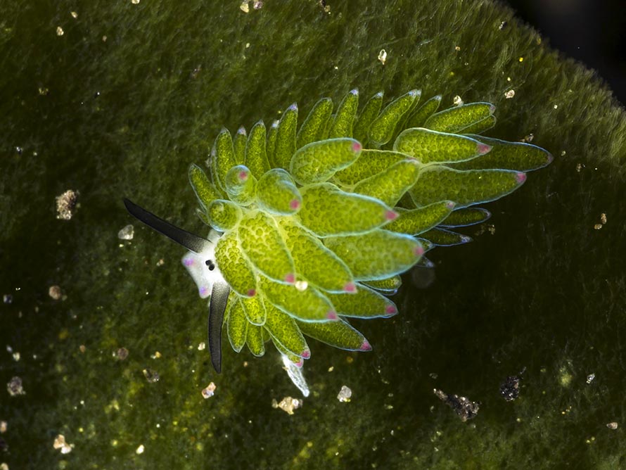 Costasiella sp. 7