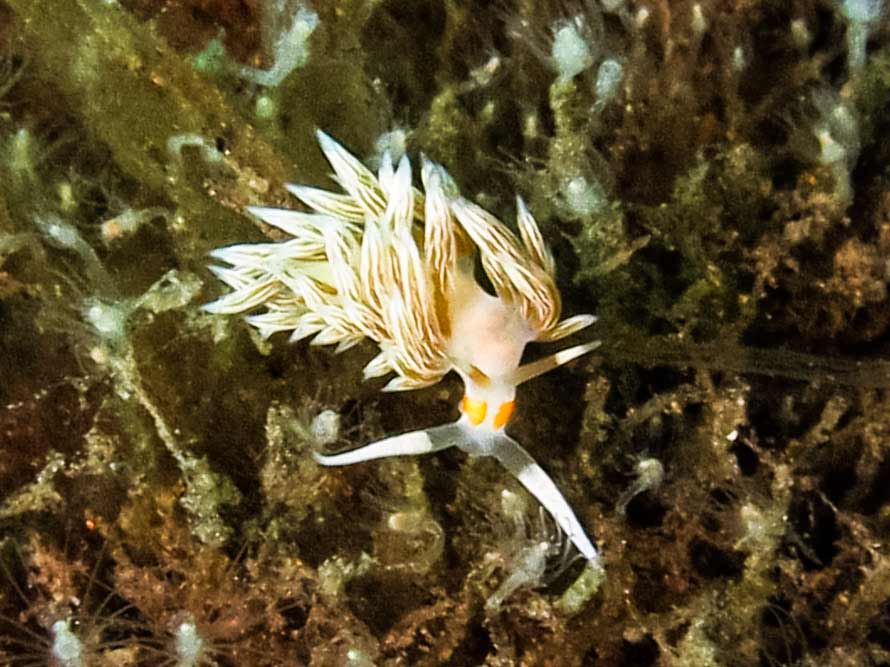 Cratena sp. 2