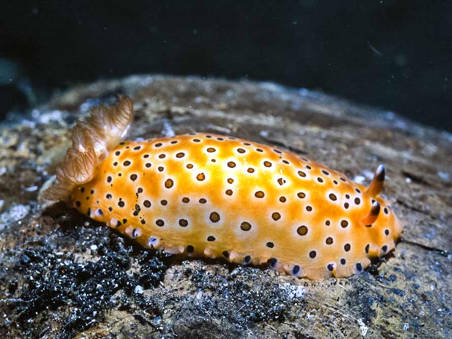 Dendrodoris guttata