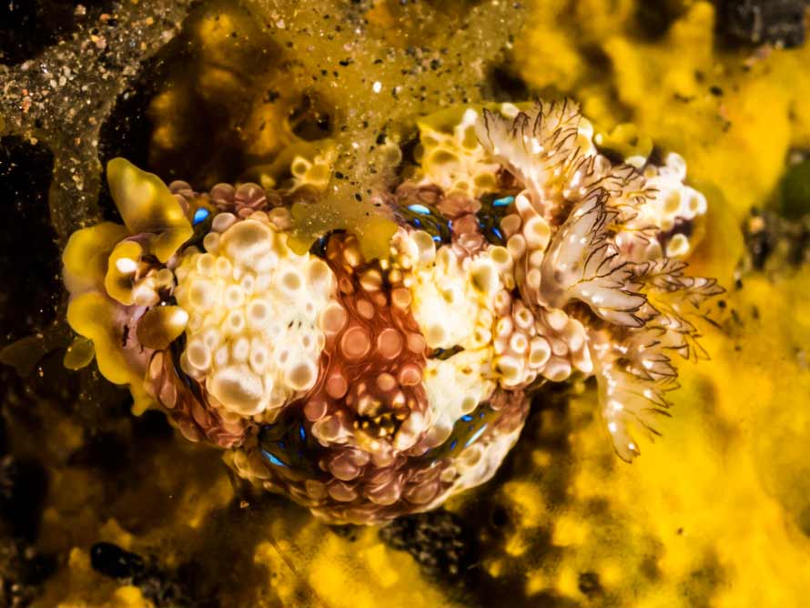 Dendrodoris krusensternii