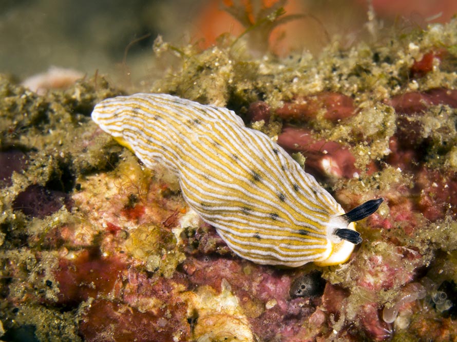 Dermatobranchus albus