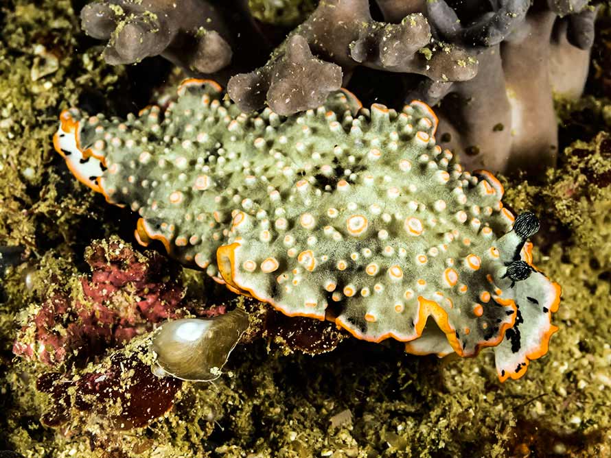 Dermatobranchus ornatus