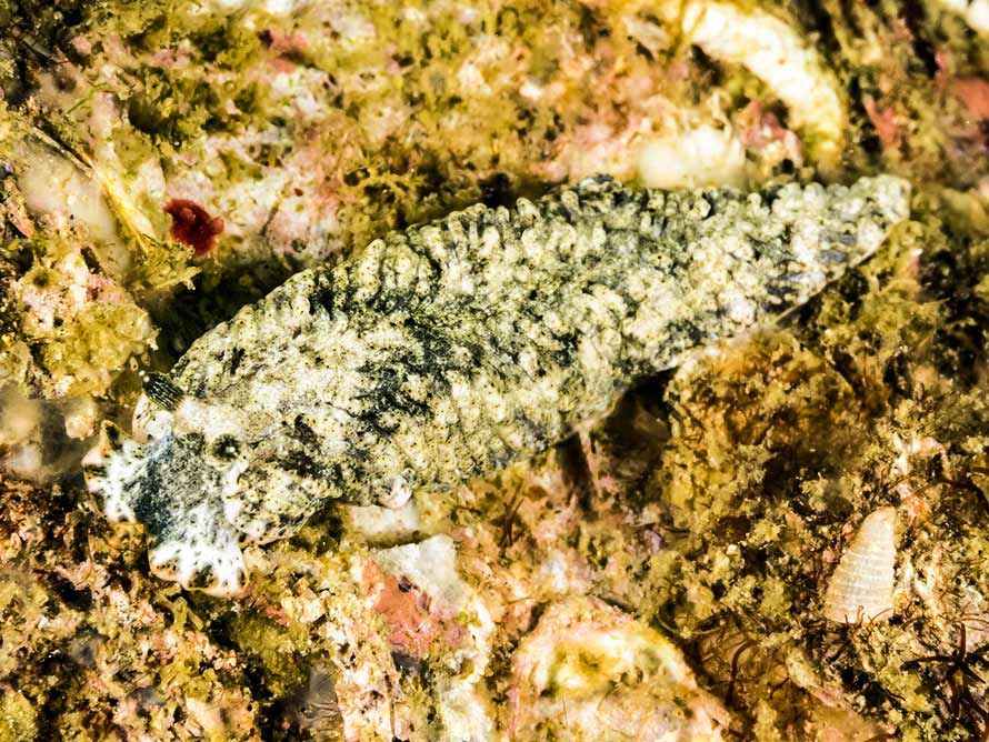 Dermatobranchus phyllodes