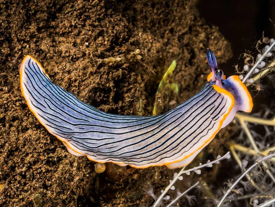 Dermatobranchus sp. 12