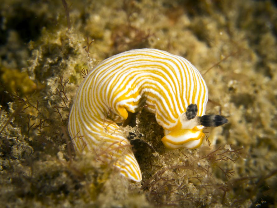 Dermatobranchus sp. L