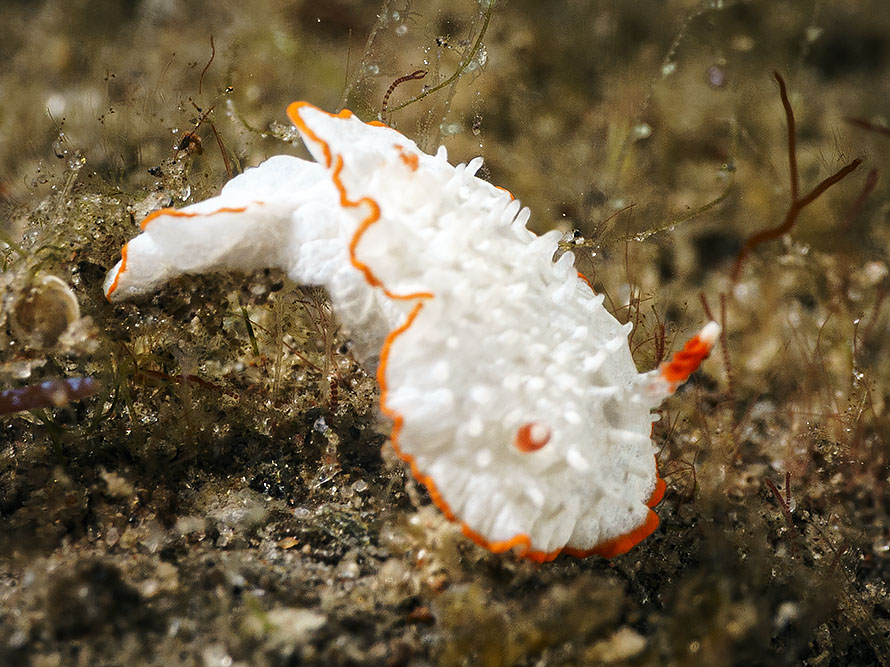 Diaphorodoris mitsuii