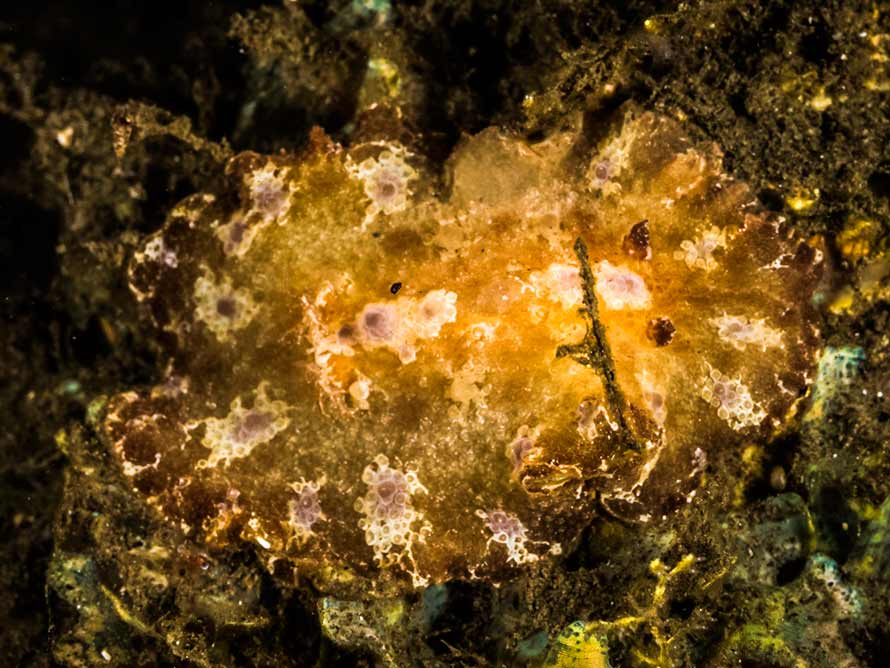 Discodoris cebuensis