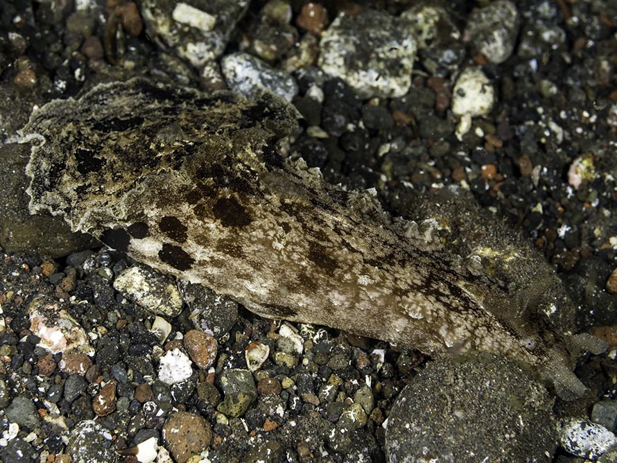 Dolabella auricularia