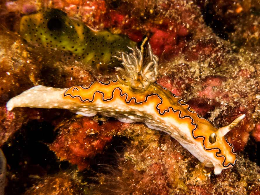 Doriprismatica balut