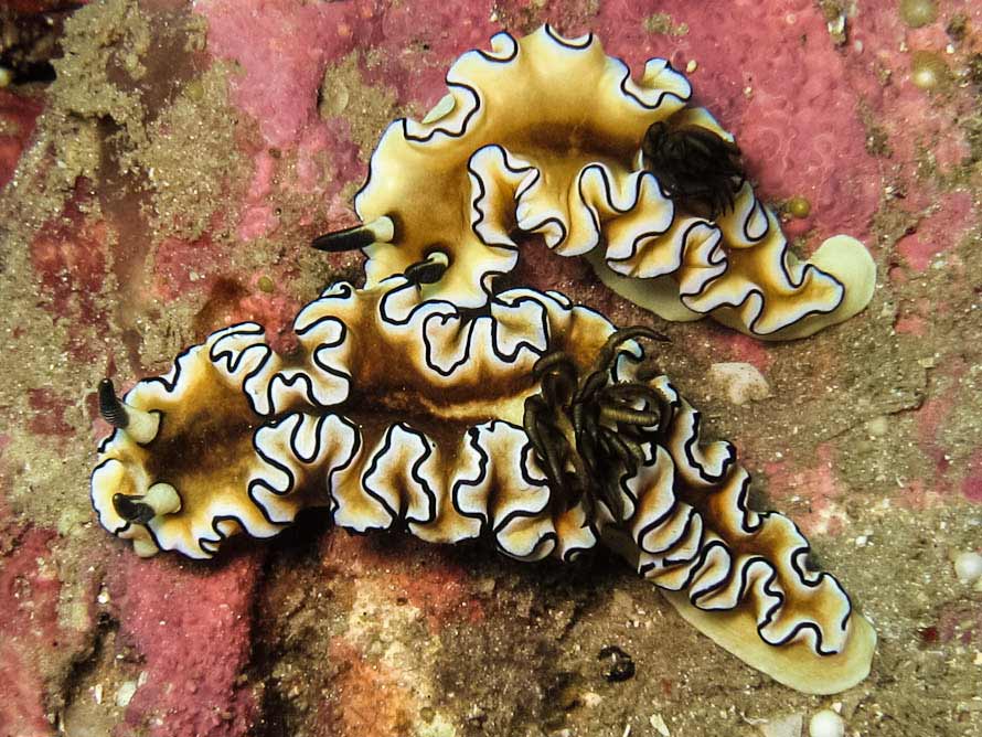 Doriprismatica sibogae