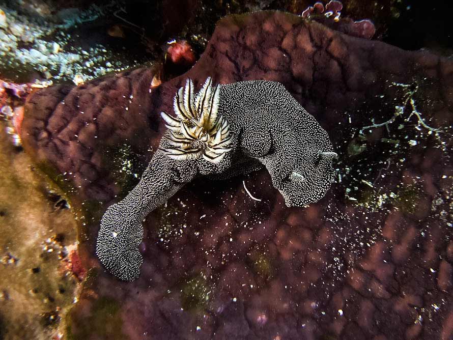 Doriprismatica stellata