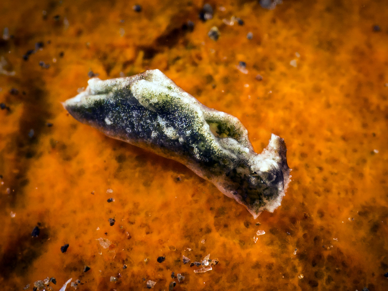 Elysia sp. AZ