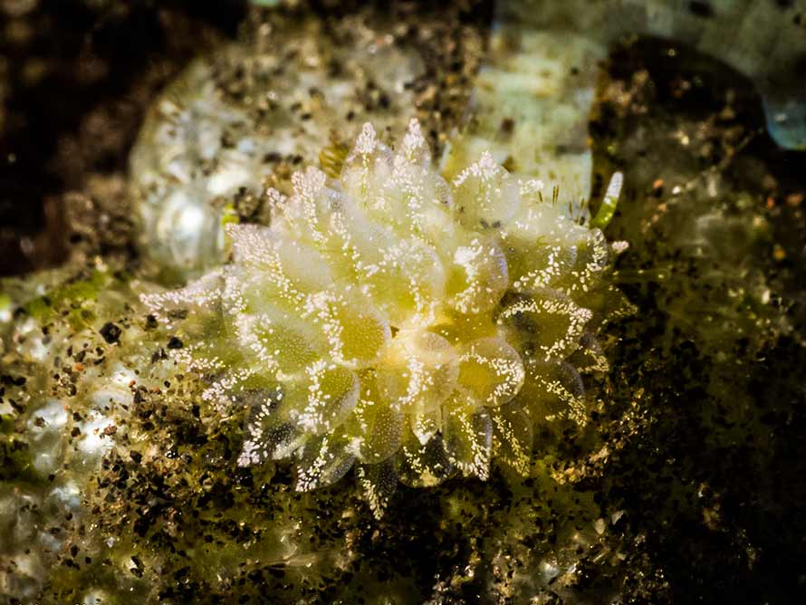 Ercolania cf. coerulea