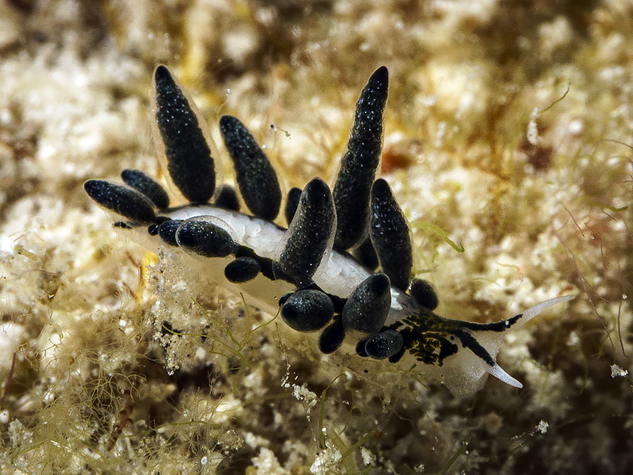 Ercolania endophytophaga