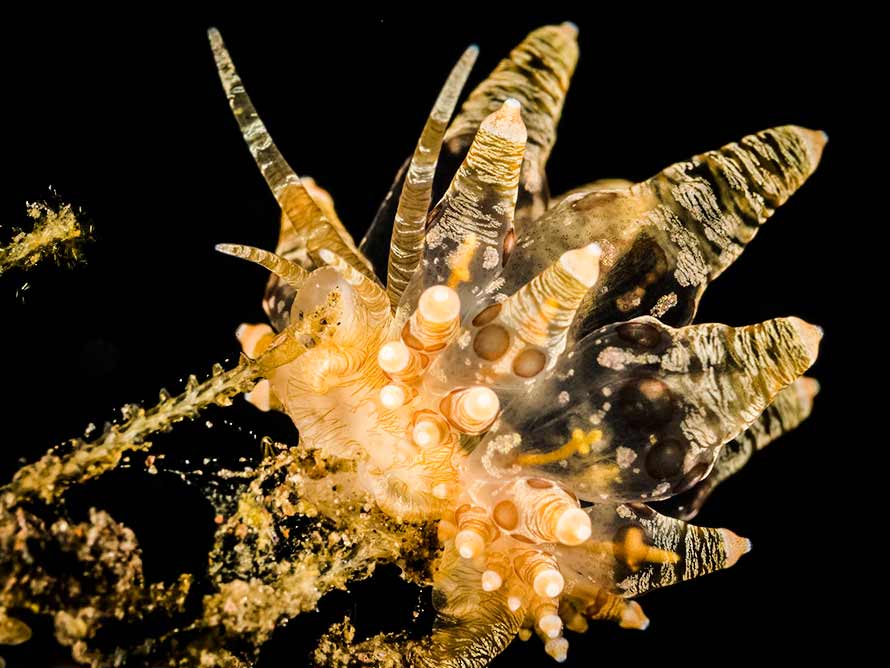 Eubranchus ocellatus